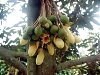 Kỹ thuật bón phân Đầu Trâu kết hợp xiết nước xử lý ra hoa trái vụ