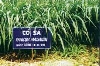 Kỹ thuật trồng và chăm sóc cây cỏ chăn nuôi