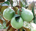 KỸ THUẬT BÓN PHÂN CHO CÂY VÚ SỮA