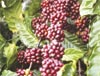 Giá cà phê xuất khẩu giảm đến 80 USD/tấn (13/10/2006)
