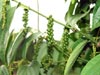 Hồ tiêu xuất khẩu tăng giá rất mạnh (16/10/2006)