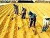 Năm 2007 giá gạo xuất khẩu vẫn ở mức cao (19/10/2006)
