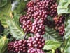 Giá cà phê vối trong nước tăng 700đ/kg (20/10/2006)
