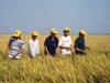 Sẽ phải nhập khẩu gạo nếu dịch rầy nâu kéo dài (27/10/2006)